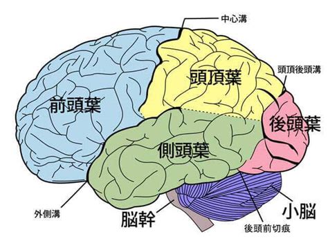 頭 位置|脳の基本構造ー各部位の名称と機能についてー 